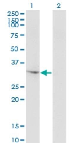 Monoclonal Anti-THG1L antibody produced in mouse