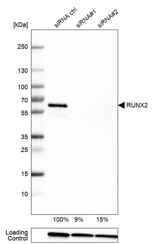 Monoclonal Anti-RUNX2 antibody produced in mouse