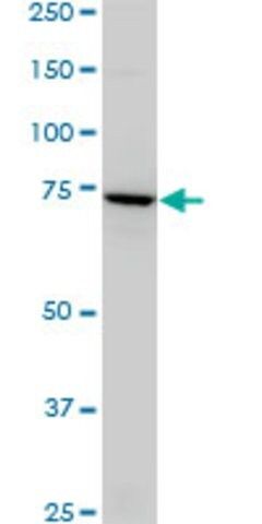 Monoclonal Anti-SLC4A8 antibody produced in mouse