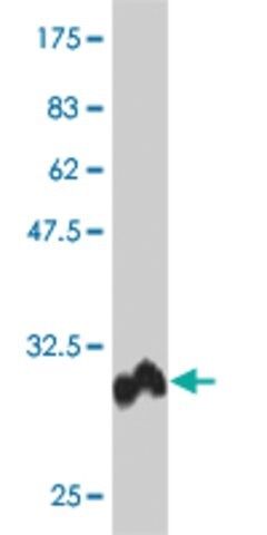 Monoclonal Anti-POLD4 antibody produced in mouse