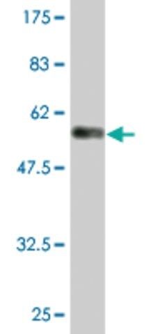 Monoclonal Anti-RAB3C antibody produced in mouse