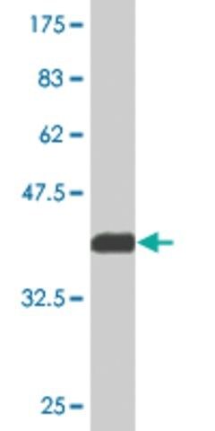 Monoclonal Anti-PXK, (C-terminal) antibody produced in mouse