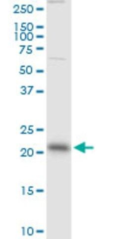 Monoclonal Anti-RAB13 antibody produced in mouse