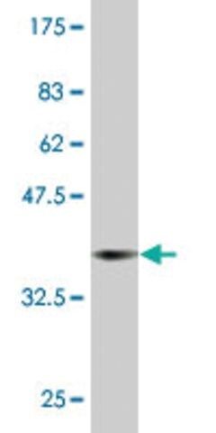 Monoclonal Anti-RAB43 antibody produced in mouse