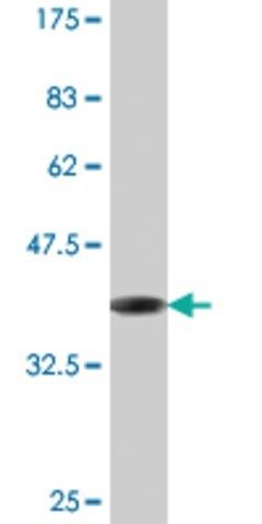 Monoclonal Anti-RABIF antibody produced in mouse