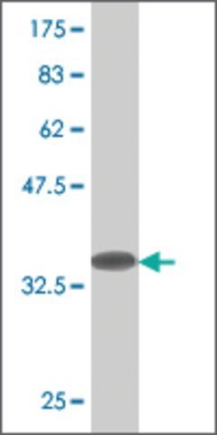 Monoclonal Anti-RACGAP1, (N-terminal) antibody produced in mouse