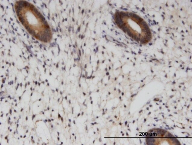 Monoclonal Anti-RAB1B antibody produced in mouse