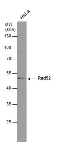 Monoclonal Anti-RAD52 antibody produced in mouse