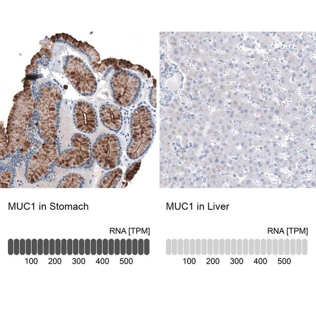 Monoclonal Anti-MUC1 antibody produced in mouse