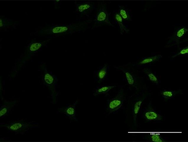 Monoclonal Anti-MYNN, (C-terminal) antibody produced in mouse