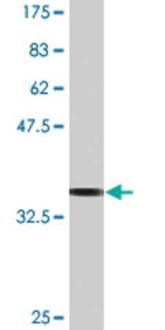 Monoclonal Anti-MYL6, (N-terminal) antibody produced in mouse