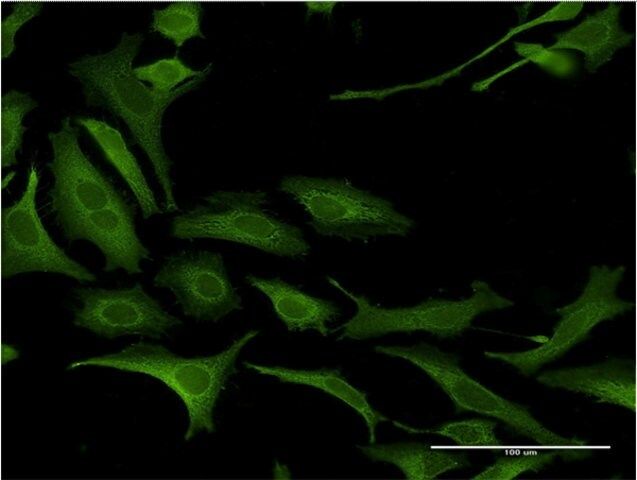 Monoclonal Anti-NDN antibody produced in mouse