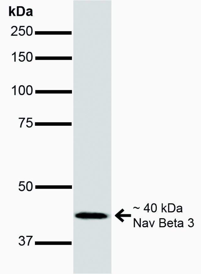 Monoclonal Anti-NaVbeta3-R-Phycoerythrin antibody produced in mouse