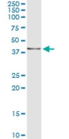 Monoclonal Anti-NDN antibody produced in mouse