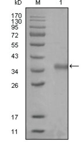 Monoclonal Anti-NCOR1 antibody produced in mouse