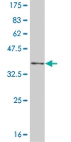 Monoclonal Anti-NFKBIB antibody produced in mouse