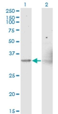 Monoclonal Anti-NIPSNAP1, (C-terminal) antibody produced in mouse