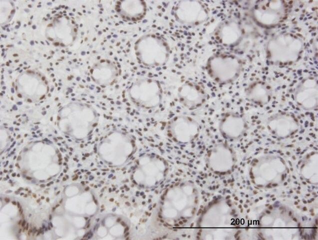 Monoclonal Anti-NFKB1, (C-terminal) antibody produced in mouse