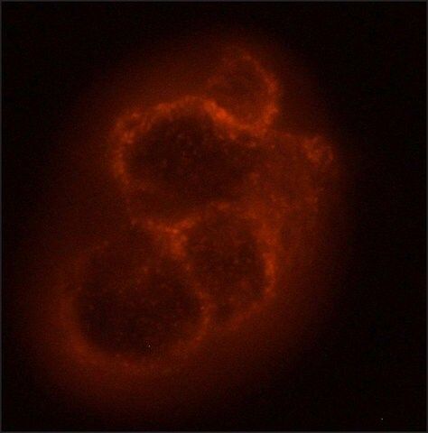 Monoclonal Anti-NG2/CSPG4 antibody produced in mouse