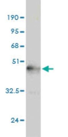 Monoclonal Anti-NGB antibody produced in mouse