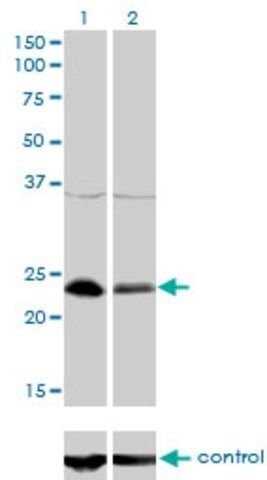 Monoclonal Anti-NFYB antibody produced in mouse