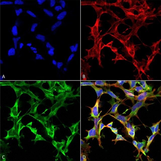 Monoclonal Anti-Nitrotryptophan antibody produced in mouse