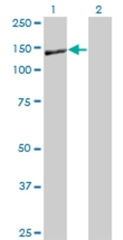 Monoclonal Anti-NID1 antibody produced in mouse