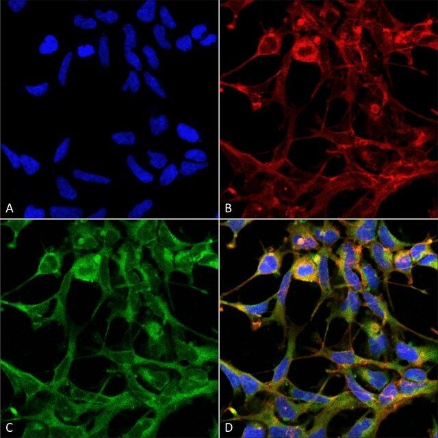 Monoclonal Anti-Nitrotryptophan antibody produced in mouse