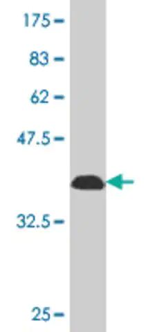 Monoclonal Anti-NISCH antibody produced in mouse