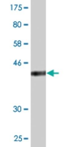 Monoclonal Anti-NPAS4 antibody produced in mouse