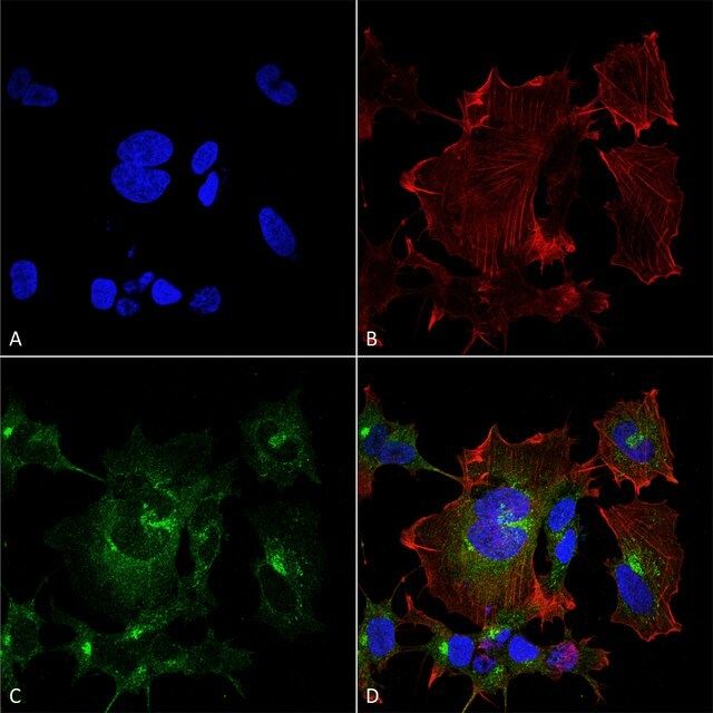 Monoclonal Anti-NPAS4-FITC antibody produced in mouse