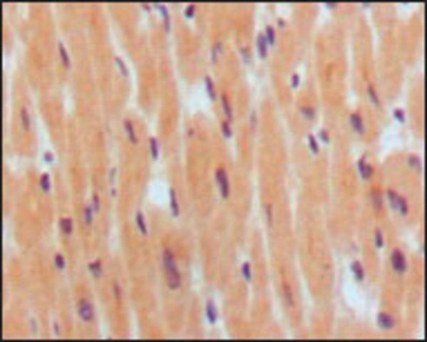 Monoclonal Anti-NPPB antibody produced in mouse