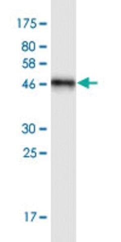 Monoclonal Anti-NOTCH2NL antibody produced in mouse