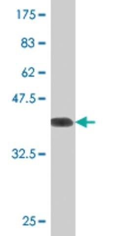 Monoclonal Anti-NRG2 antibody produced in mouse