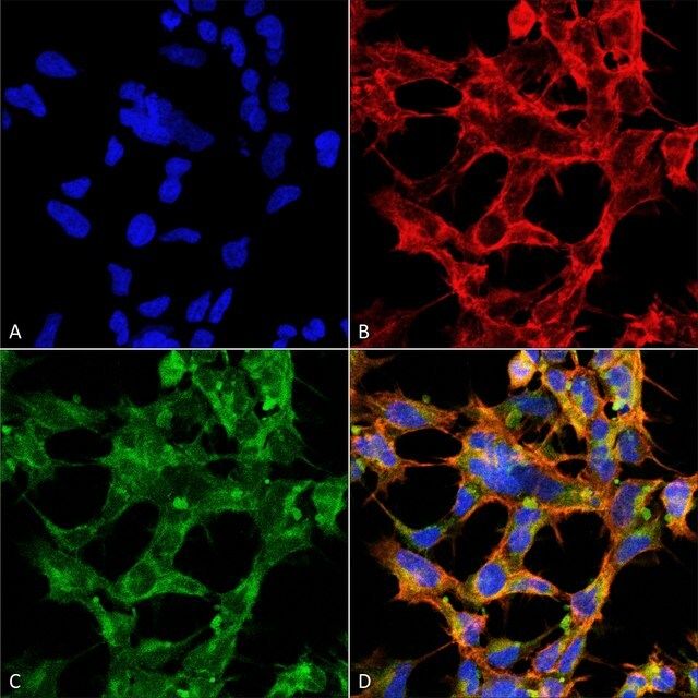 Monoclonal Anti-O-GlcNAc-PerCP antibody produced in mouse