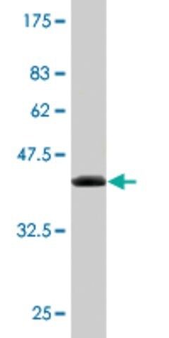 Monoclonal Anti-NUDT2 antibody produced in mouse