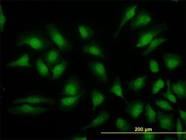 Monoclonal Anti-MAPK3, (C-terminal) antibody produced in mouse