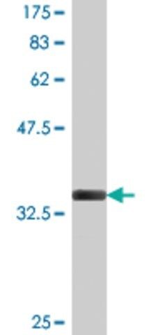 Monoclonal Anti-MARCKSL1, (C-terminal) antibody produced in mouse