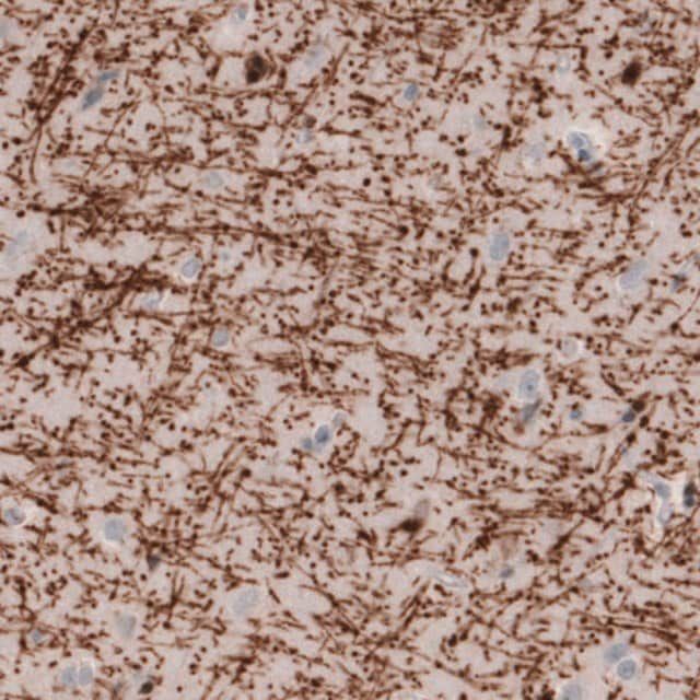 Monoclonal Anti-MBP antibody produced in mouse