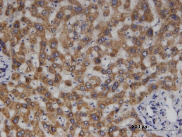 Monoclonal Anti-MCCC2, (C-terminal) antibody produced in mouse