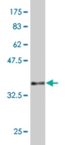 Monoclonal Anti-MAZ antibody produced in mouse