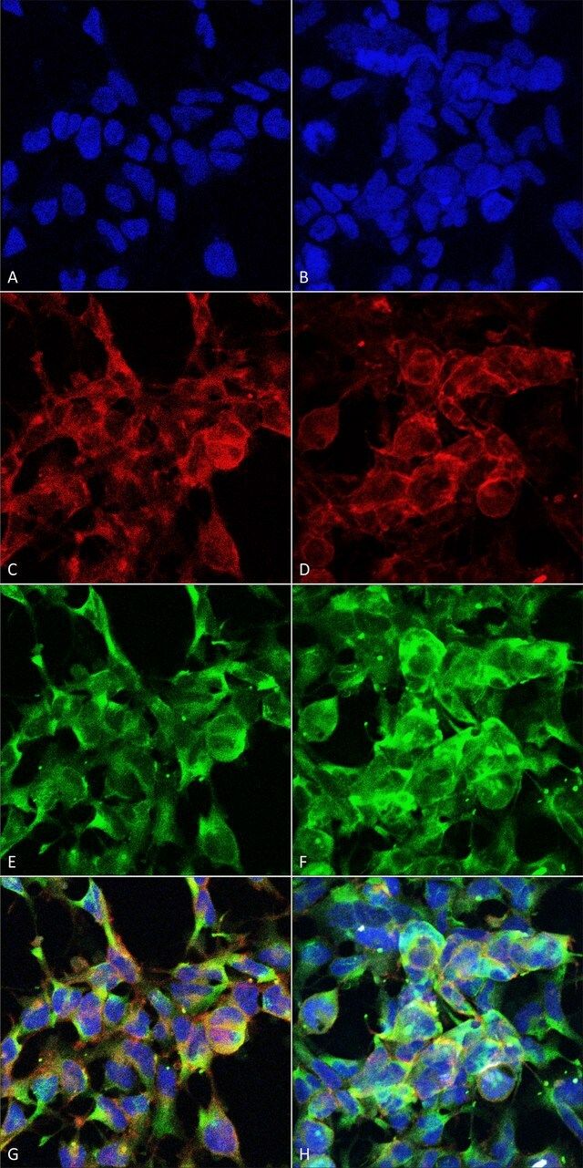 Monoclonal Anti-Methylglyoxal-Horseradish Peroxidase antibody produced in mouse