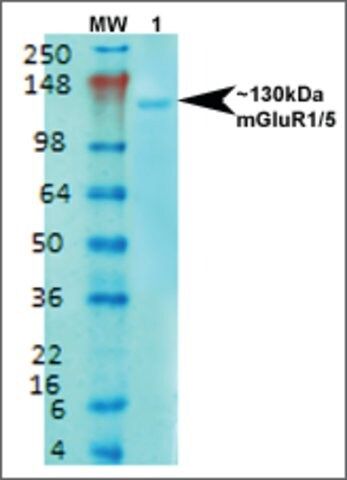 Monoclonal Anti-Mglur1/5-Atto 488 antibody produced in mouse