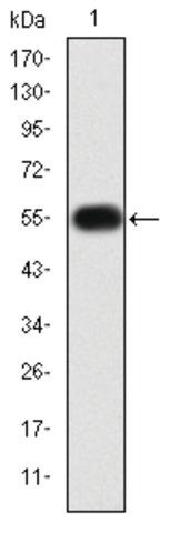 Monoclonal Anti-MMP9 antibody produced in mouse