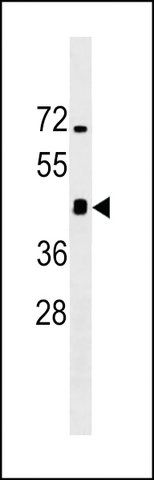 MONOCLONAL ANTI-MOUSE IRGM1(C-TERMINAL) antibody produced in mouse