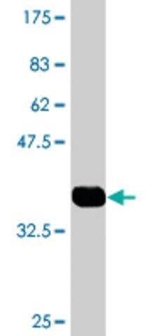 Monoclonal Anti-FBLN1 antibody produced in mouse