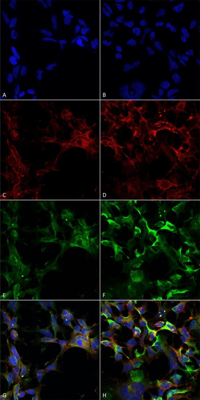 Monoclonal Anti-Dityrosine antibody produced in mouse