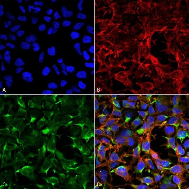 Monoclonal Anti-Dityrosine antibody produced in mouse