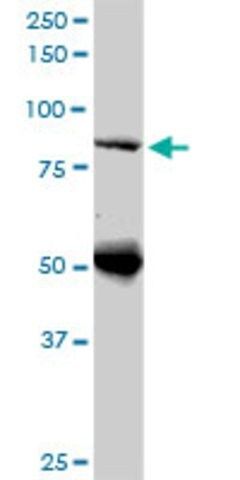 Monoclonal Anti-DNAJC10, (C-terminal) antibody produced in mouse