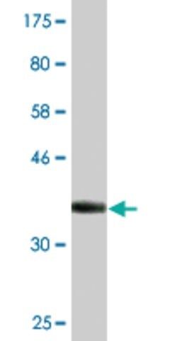 Monoclonal Anti-DNAJC19, (C-terminal) antibody produced in mouse